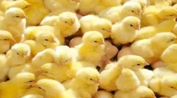 أسعار الكتاكيت البيضاء تتغير اليوم السبت في الأسواق المحلية